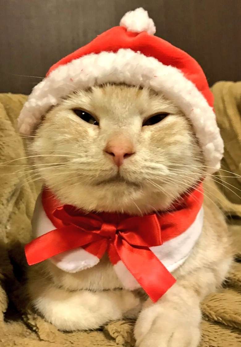 クリスマスは猫たちがサンタさんのコスプレでお客様をお出迎えします 猫カフェ Cat Cafe Nyanny 秋葉原店 おいでよtx みんなでつくる いいことつながる つくばエクスプレス沿線ポータル